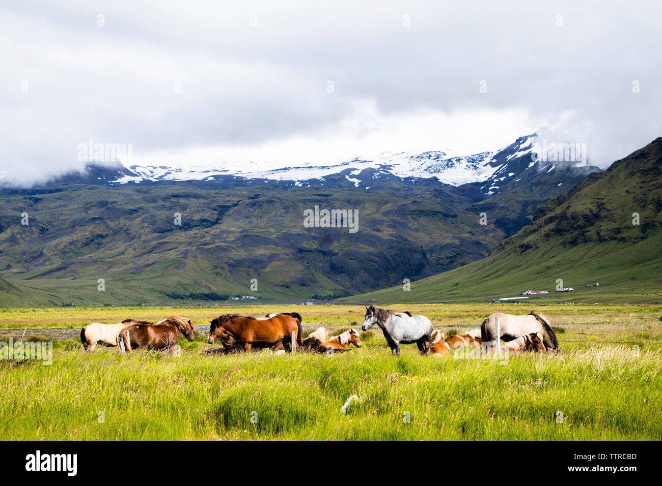 I cavalli pascolano in campo contro le montagne Foto Stock