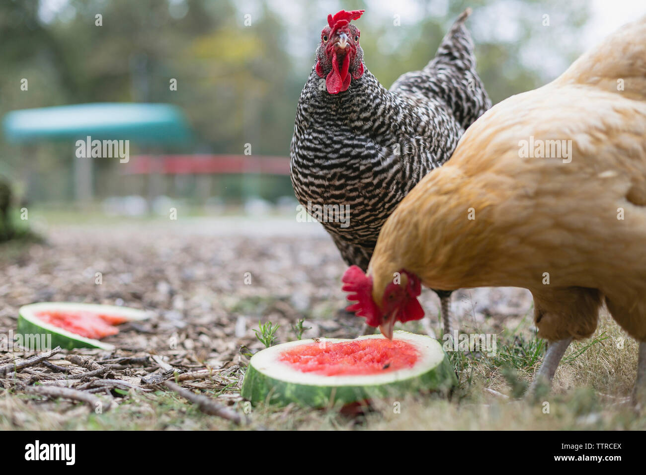 Alimentazione galline su fette di cocomero mentre si appollaia su campo erboso Foto Stock