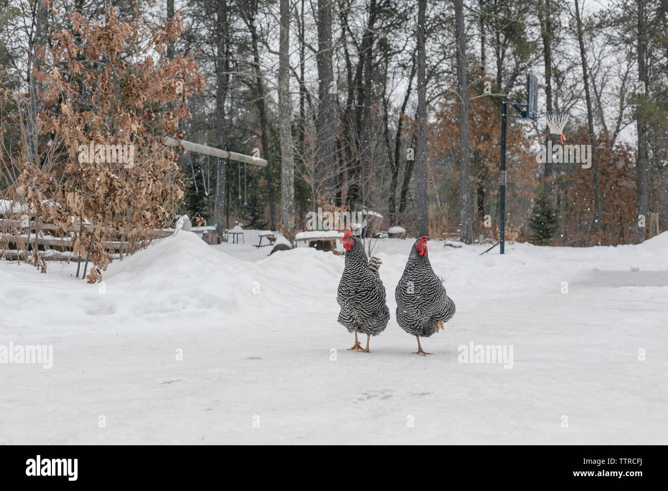 Le galline permanente sulla coperta di neve campo contro gli alberi Foto Stock