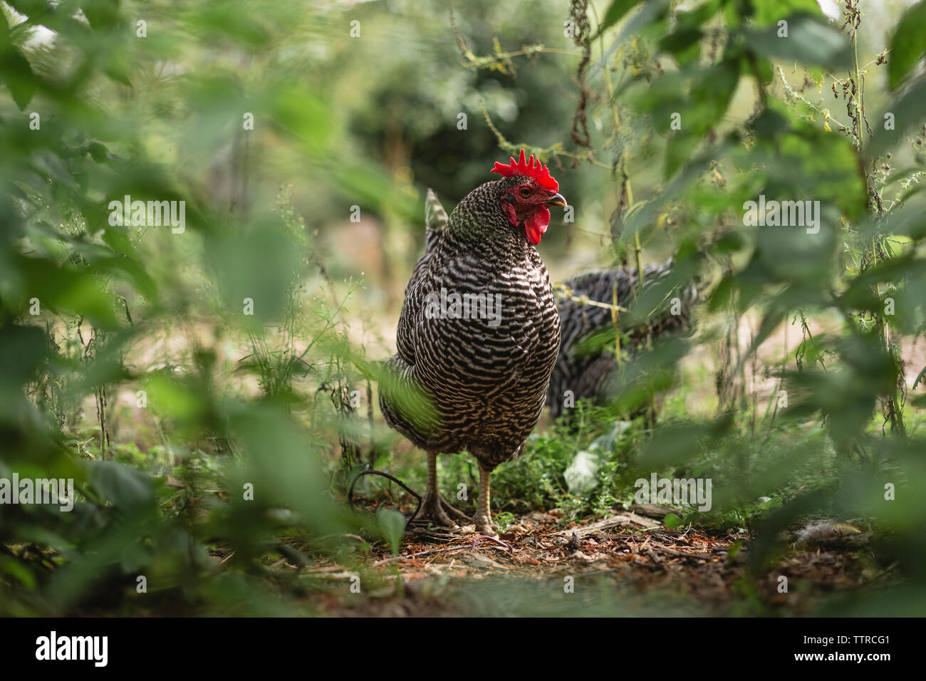 Le galline in piedi sul campo nel mezzo di piante Foto Stock