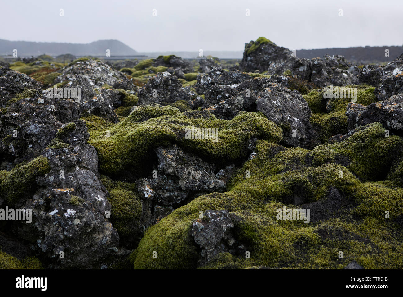 Moss crescente sulla pianura di lava contro sky Foto Stock