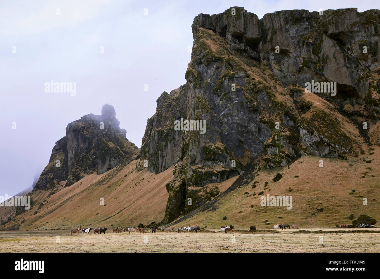 Cavalli islandesi sul campo contro la montagna Foto Stock