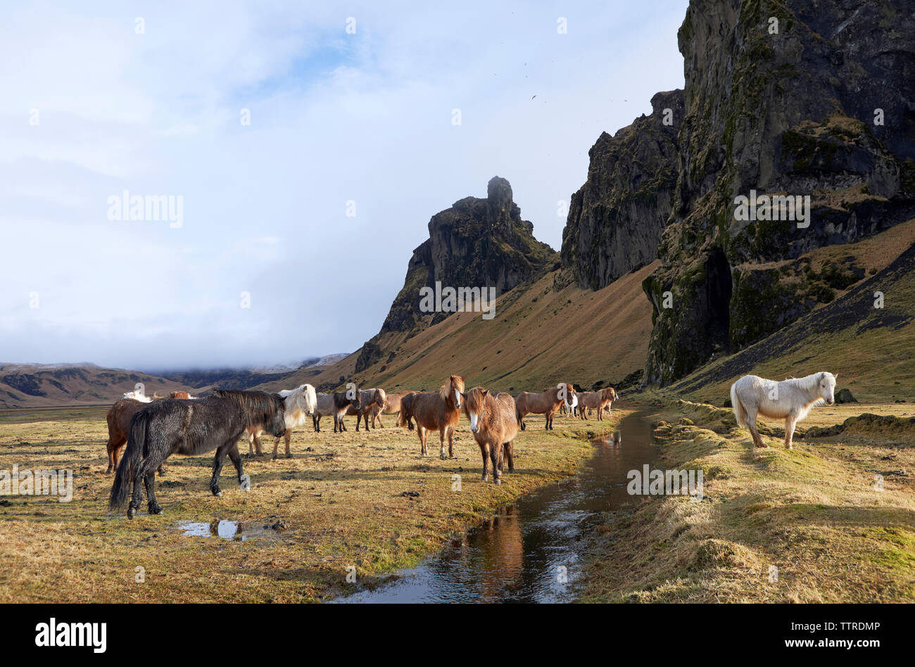 Cavalli islandesi in piedi sul campo erboso contro la montagna Foto Stock