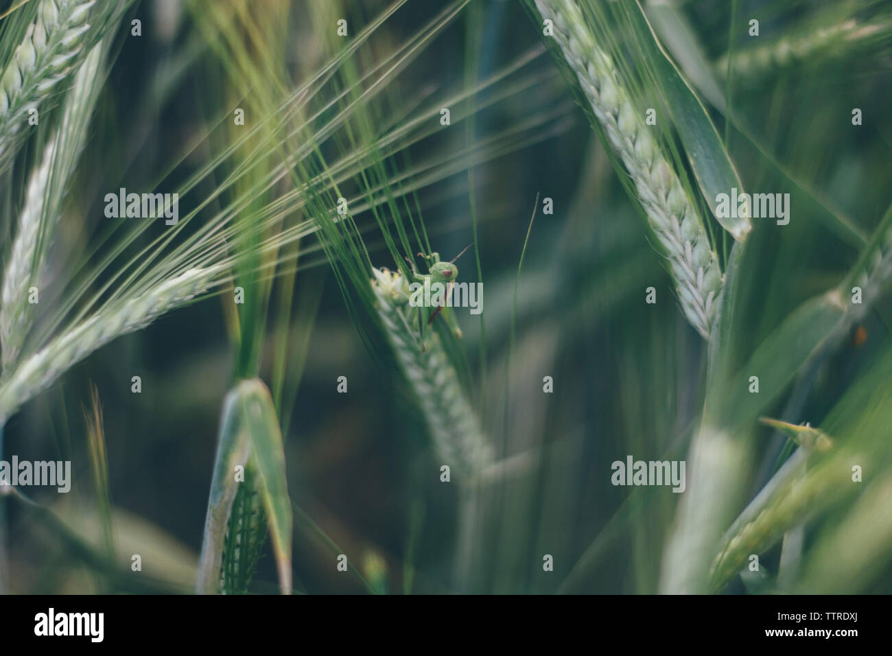 Angolo di alta vista di grasshopper sul chicco di grano Foto Stock