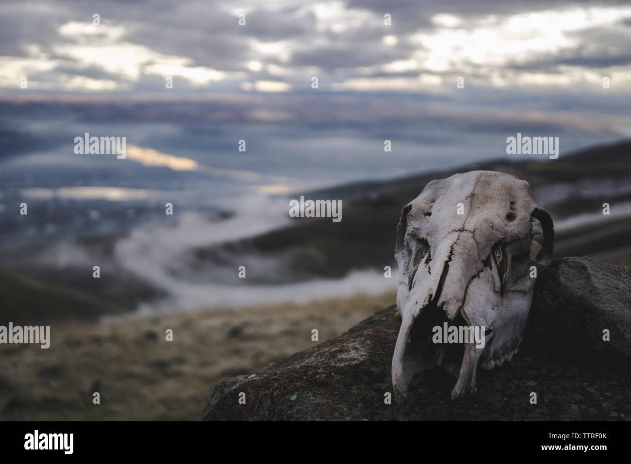 Angolo di Alta Vista del cranio animale su roccia contro il cielo nuvoloso Foto Stock
