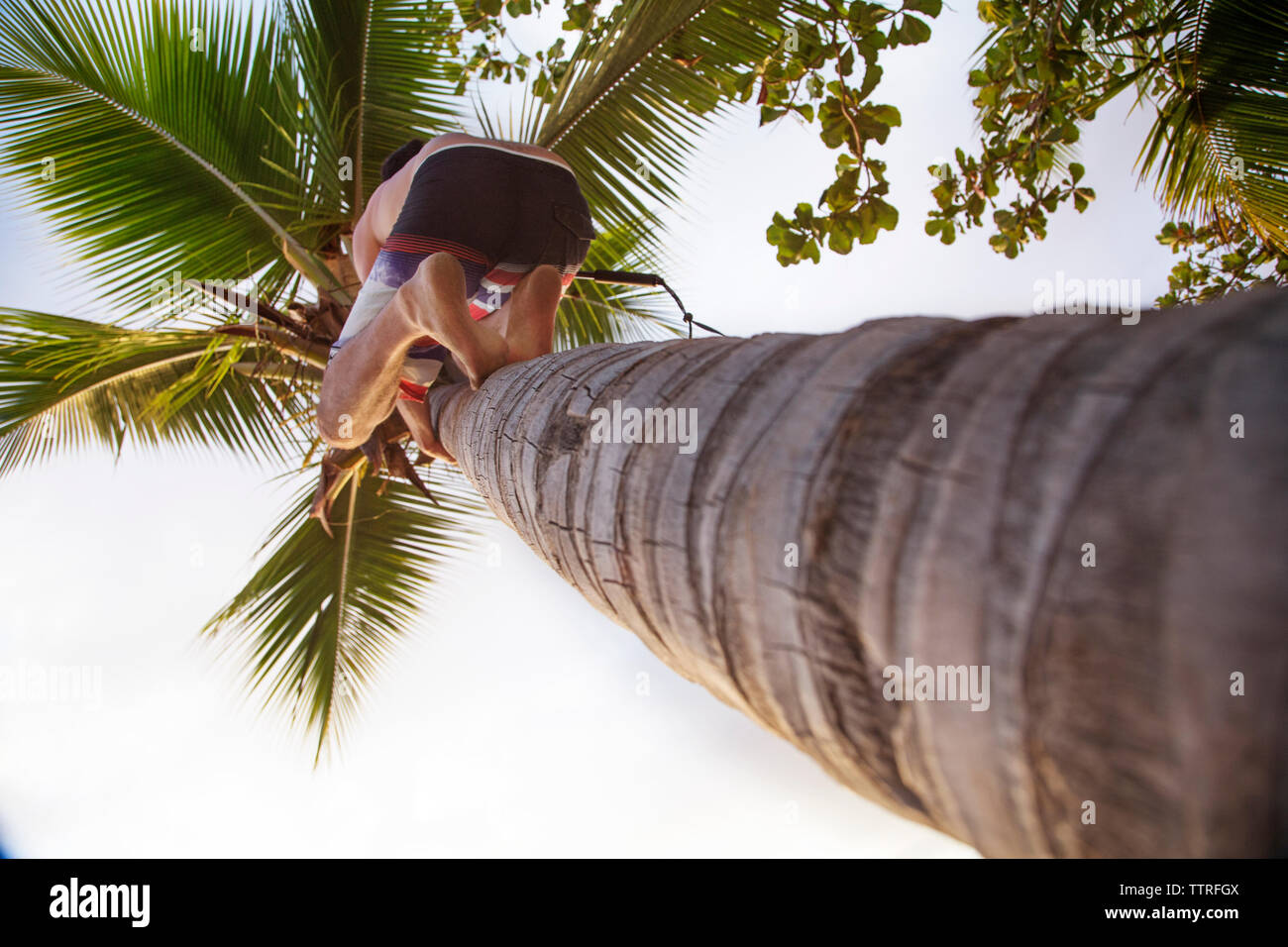 Basso angolo di visione dell'uomo arrampicata su Palm tree contro il cielo chiaro Foto Stock