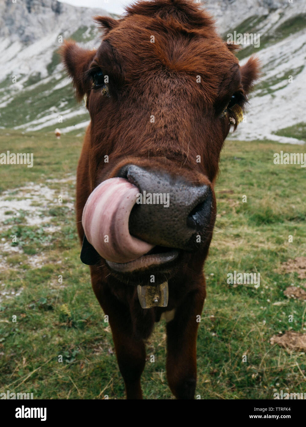 Ritratto di mucca spuntavano lingua mentre si sta in piedi sul campo erboso Foto Stock