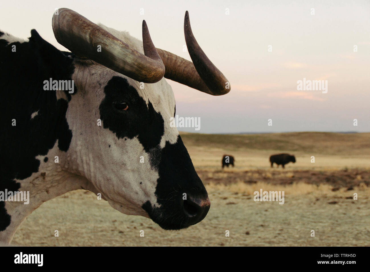 Close-up di Buffalo con bisonti americani in background Foto Stock Close-up di Buffalo con bisonti americani in background Foto Stock