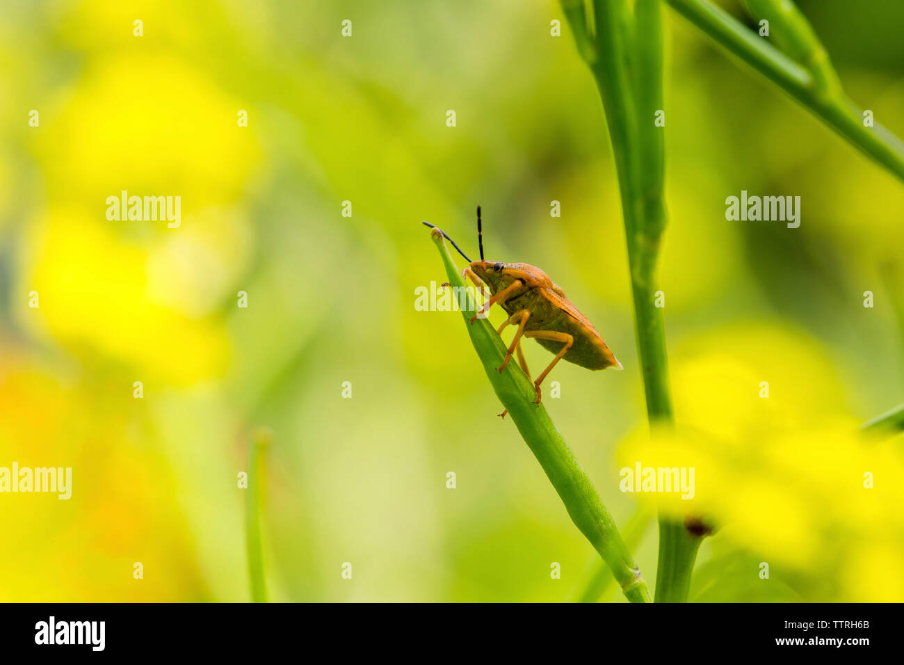 Close-up di bug su impianto Foto Stock