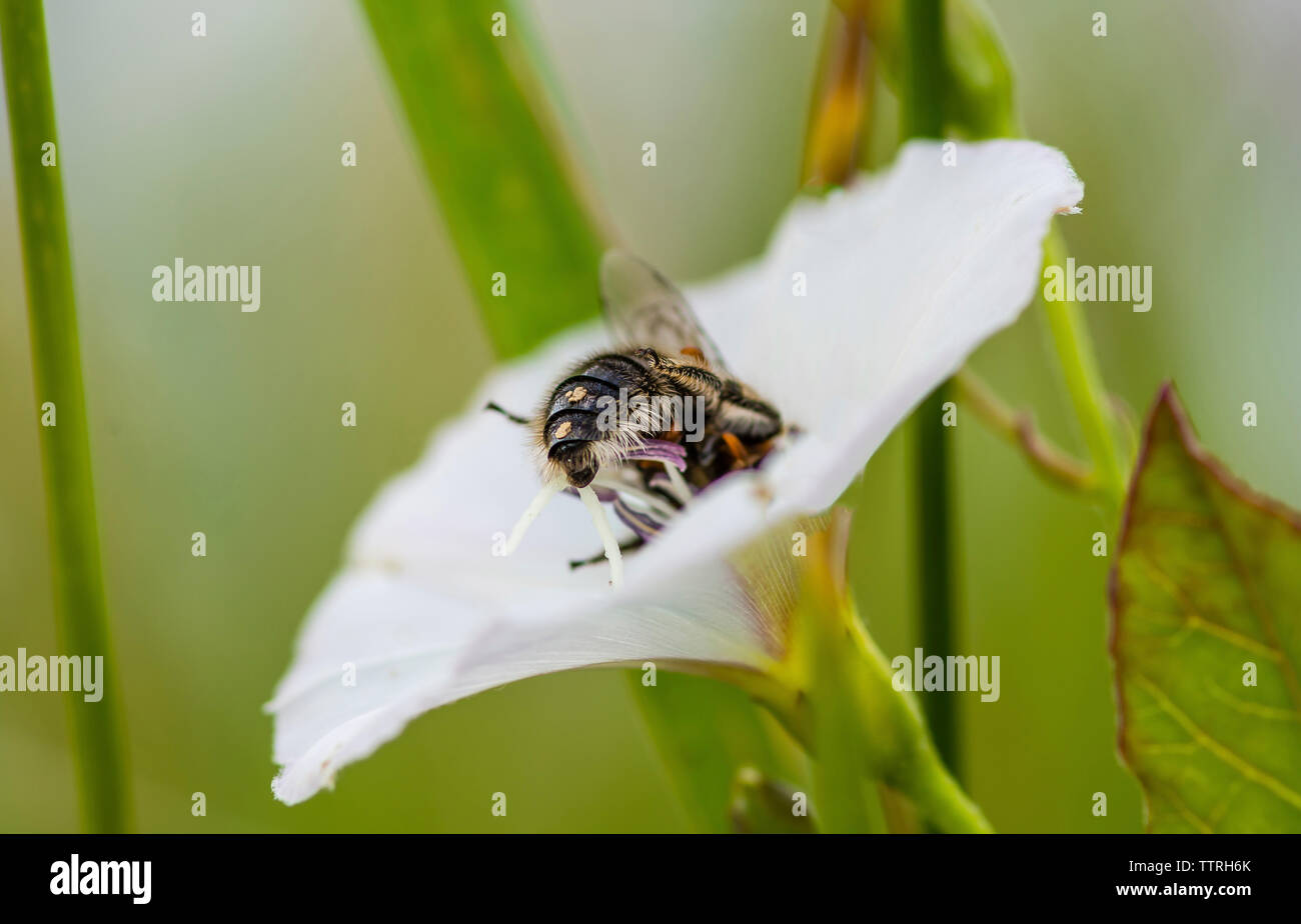 Close-up di honey bee impollinatori sul fiore Foto Stock