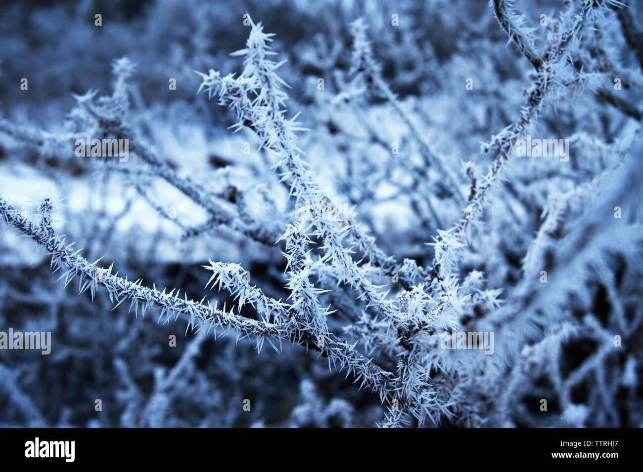 Close-up di piante congelati Foto Stock