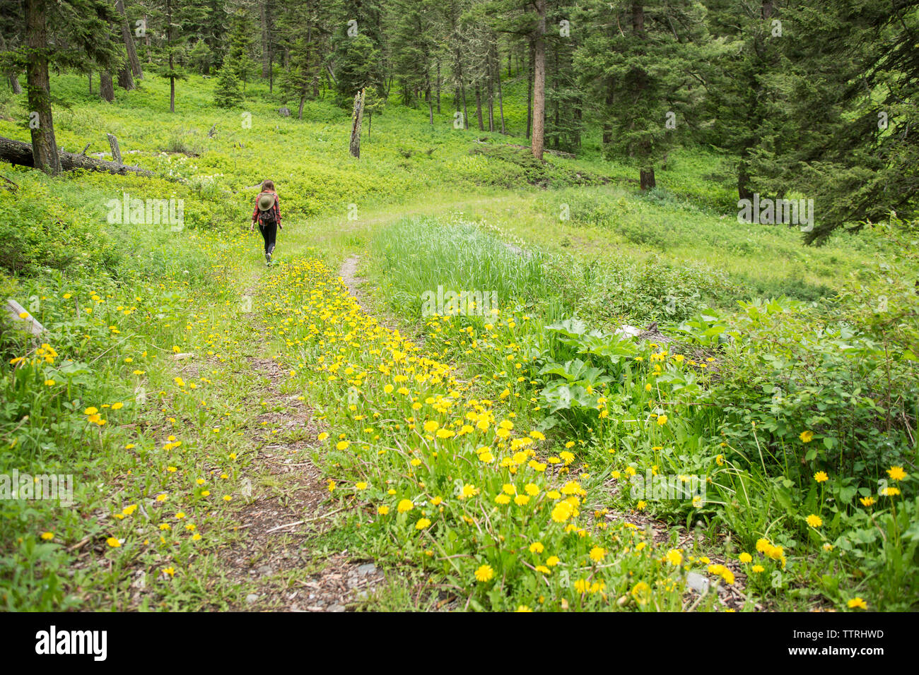 Vista posteriore di un escursionista femmina con zaino camminando sul campo erboso in foresta Foto Stock