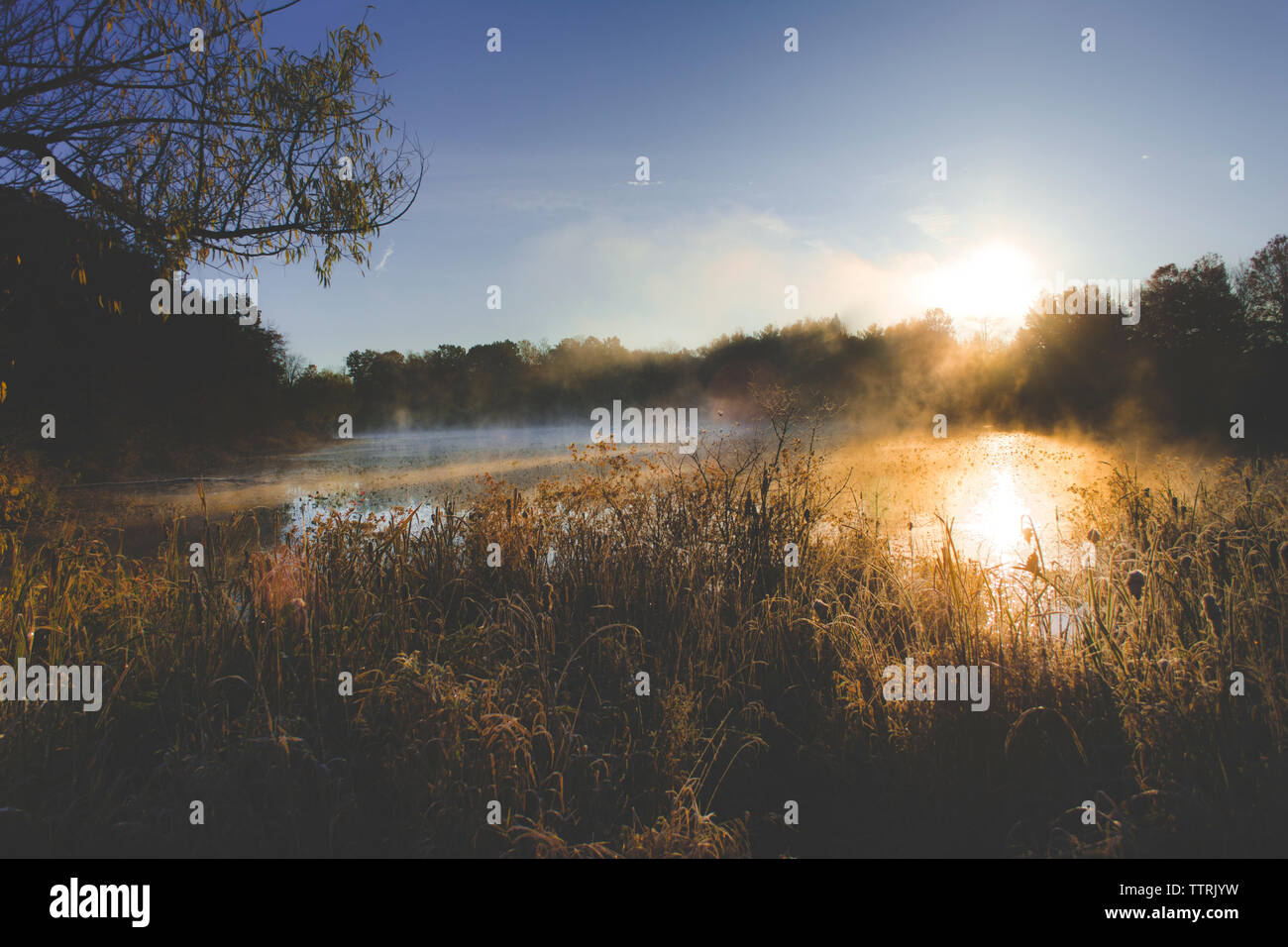 Foggy sunrise su un laghetto appartato nel Michigan Foto Stock