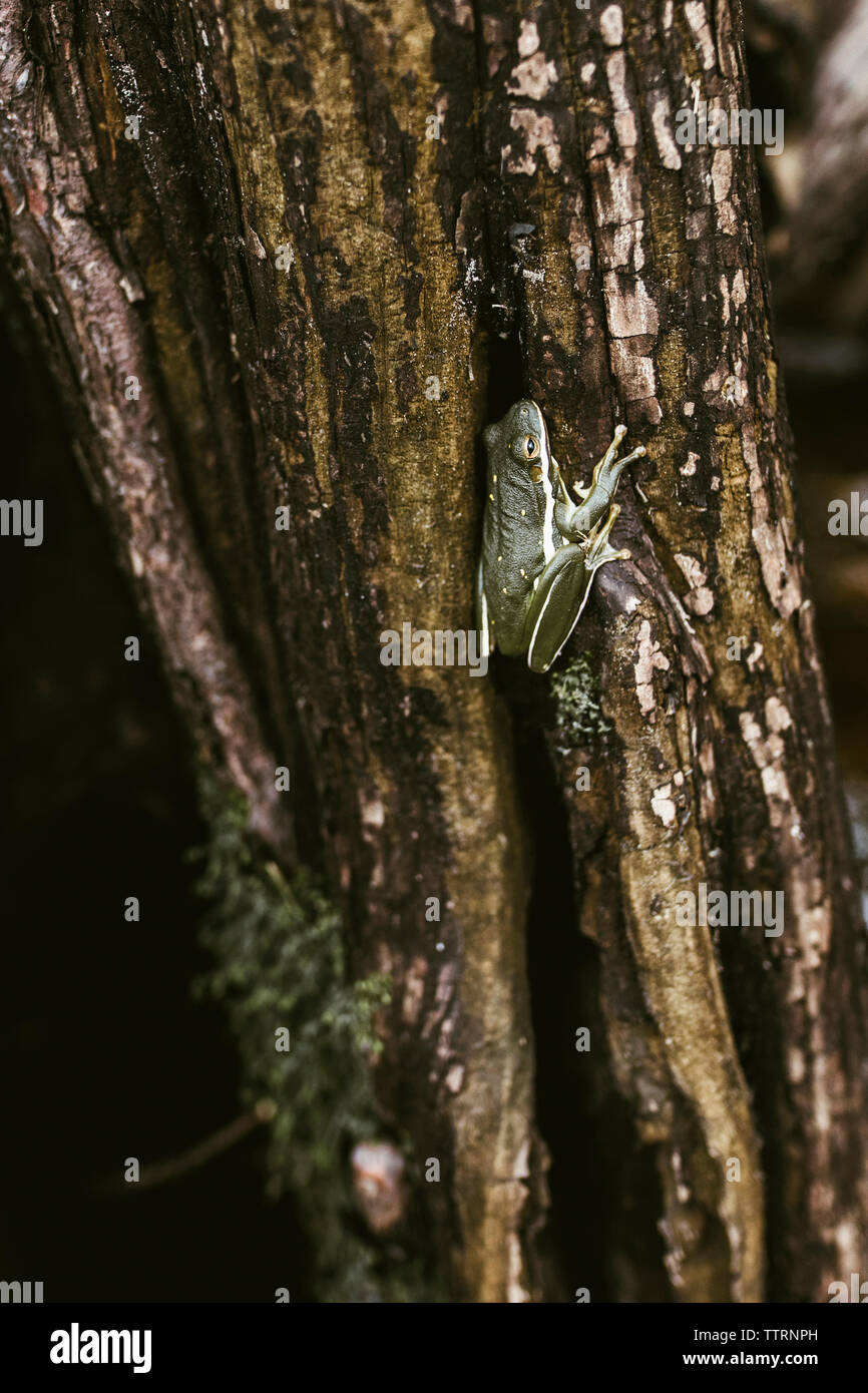 Rana verde su weathered tronco di albero a forest Foto Stock