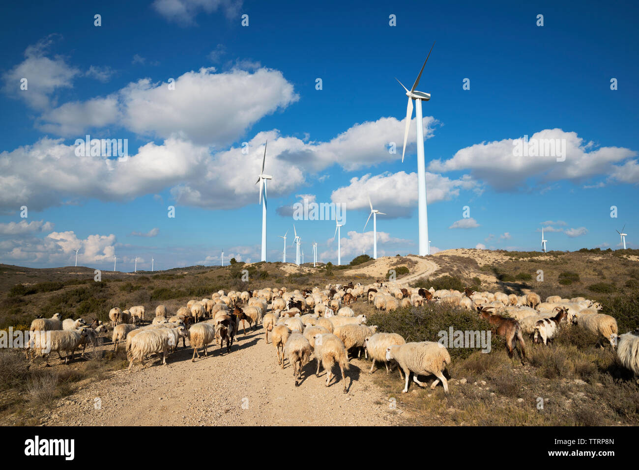 Mulini a vento e il gregge di pecore su wind farm contro il cielo nuvoloso Foto Stock