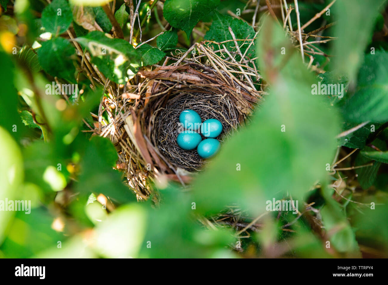 Angolo di alta vista di uova nel nido di uccelli Foto Stock