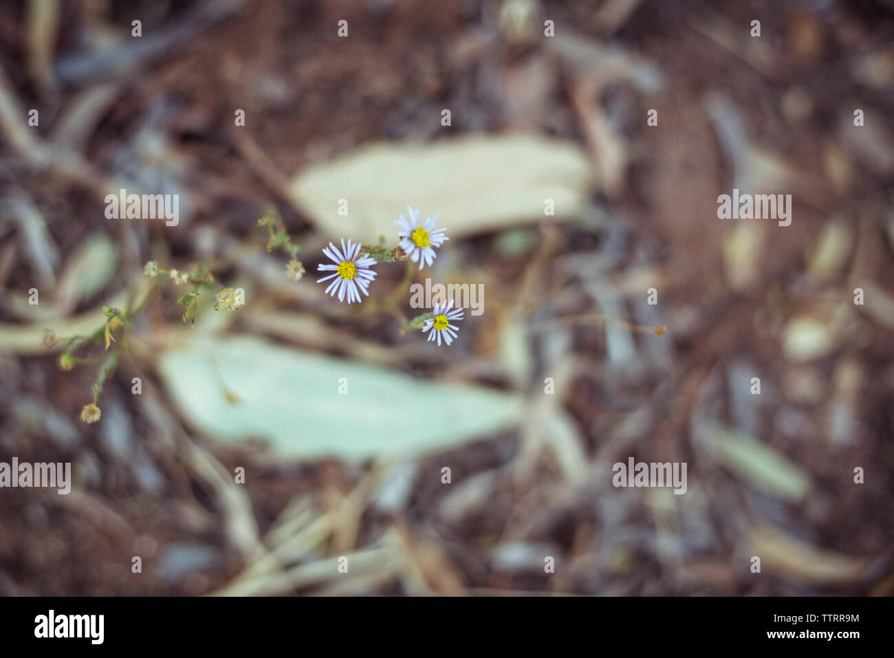 Elevato angolo di close-up di fiori che crescono sul campo Foto Stock