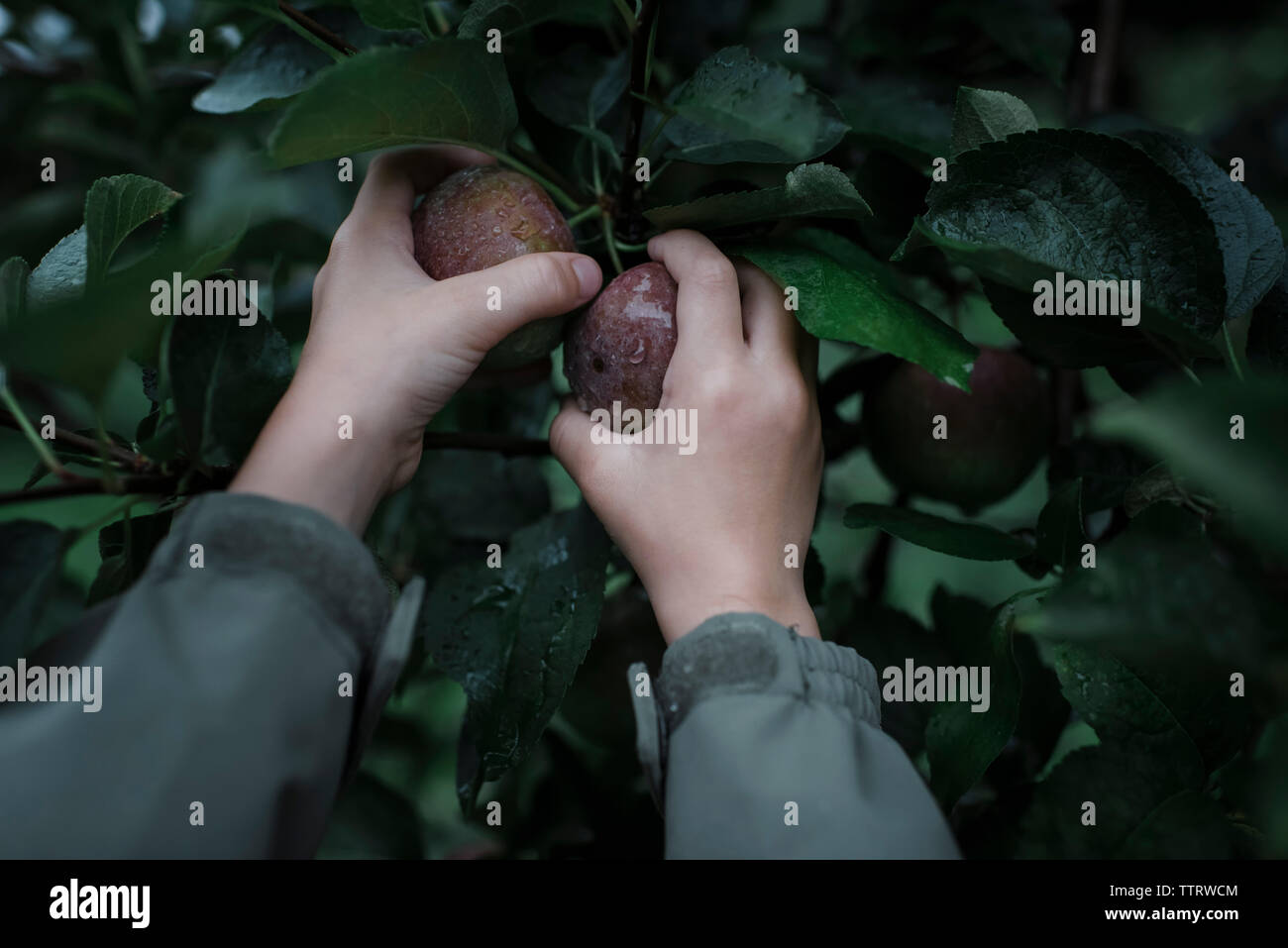 Mani tagliate di boy picking fresche Mele biologiche da alberi da frutto in Orchard Foto Stock