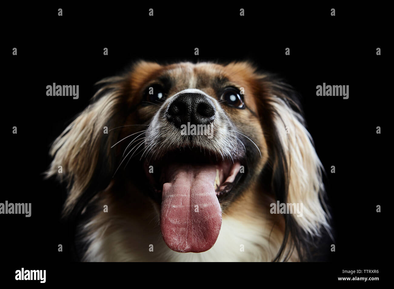 Close-up di cane ansimante su sfondo nero Foto Stock