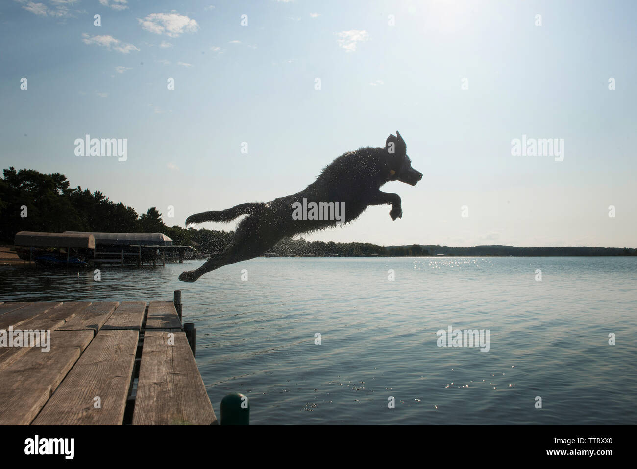 Vista laterale del cane saltando nel lago contro sky Foto Stock