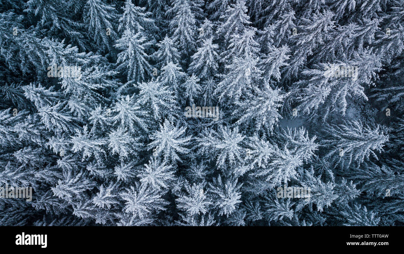 Inverno antenna drone di alberi di pino a Washington Foto Stock