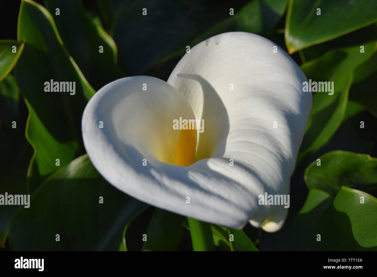 Calla Lilies cresce a Yangmingshan in Taipei, Taiwan Foto Stock