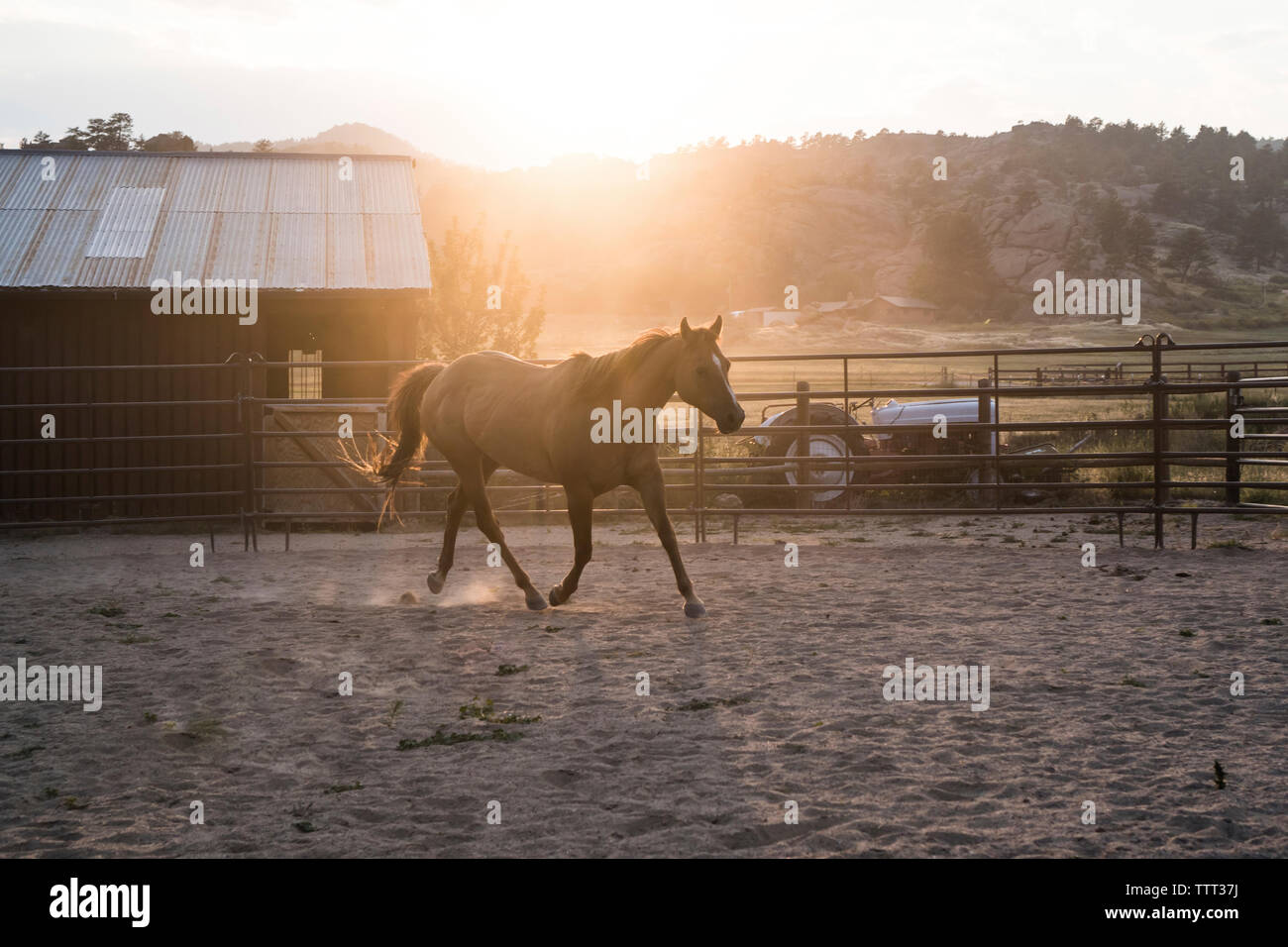 Horse Running in ranch Foto Stock