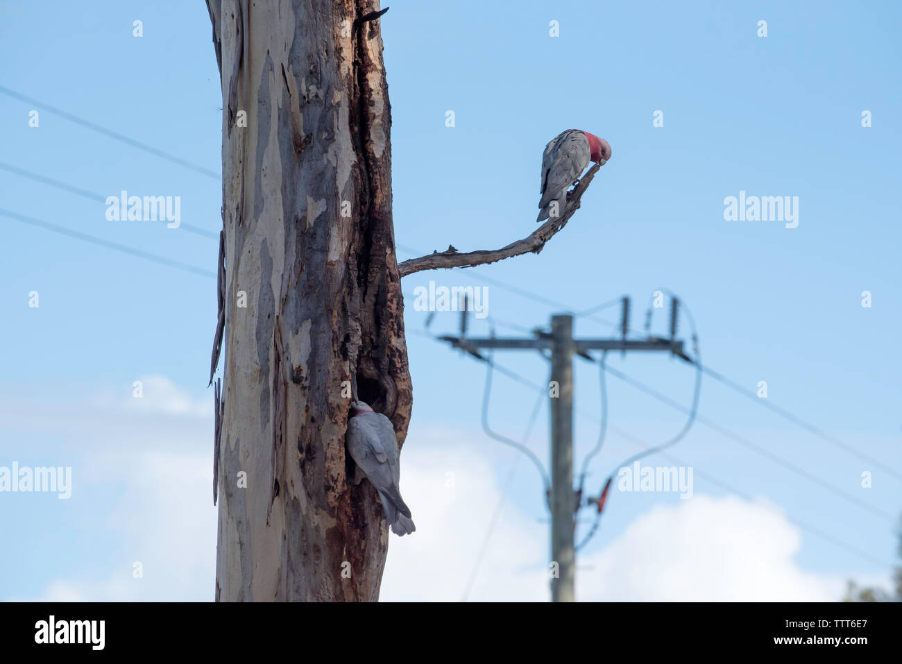 Una coppia di uccelli galiani rosa australiani (Eolophus roseicapilla), uno frequenta il nido cavo dell'albero mentre il suo compagno tiene d'occhio un ramo vicino Foto Stock