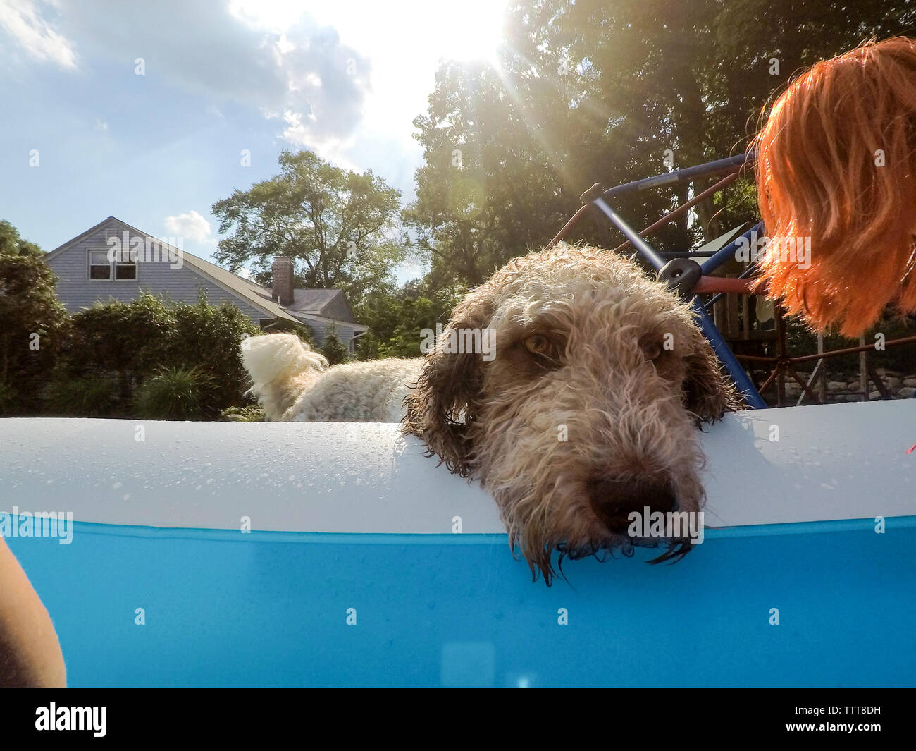 Cane bagnato appoggiato la testa sul lato del Blow up pool con la sunflare nel cielo Foto Stock