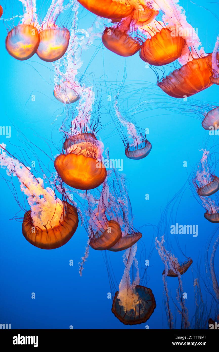 Mare meduse di ortica in mare Foto Stock