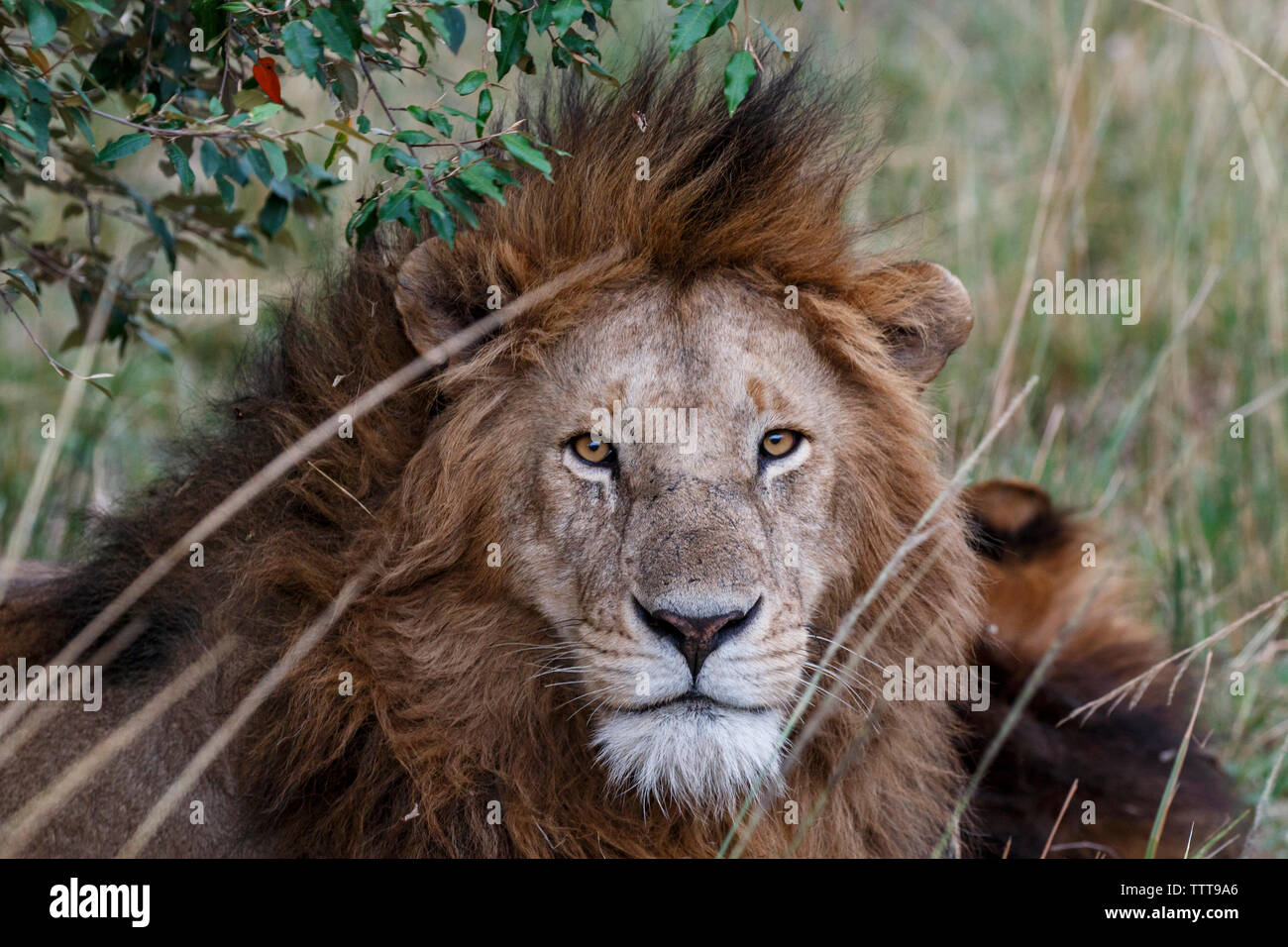 Ritratto di Lion su campo Foto Stock