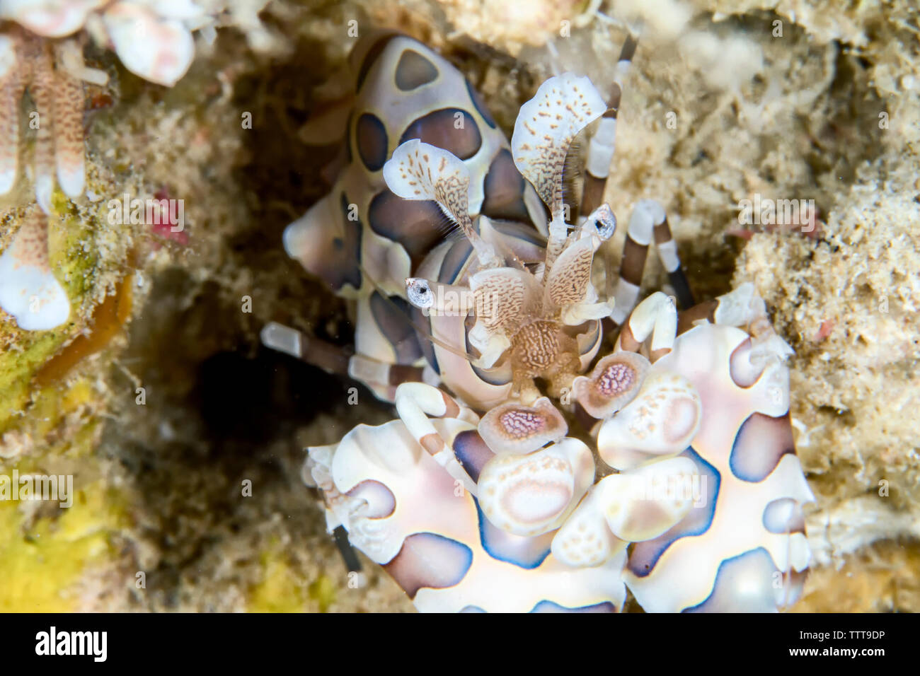 Close-up di Arlecchino Gamberetti (Hymenocera picta) sott'acqua Foto Stock