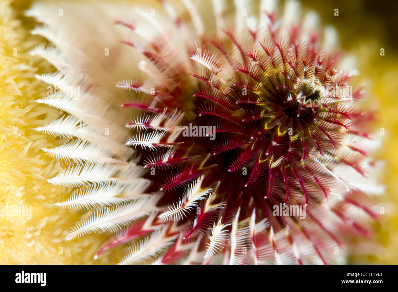 Close-up di coralli in mare Foto Stock