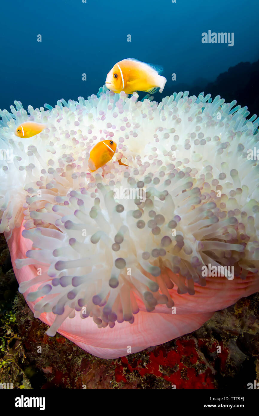 Angolo di alta vista di rosa (anemonefish amphiprion perideraion) nuoto dal magnifico mare subacquea anemone Foto Stock