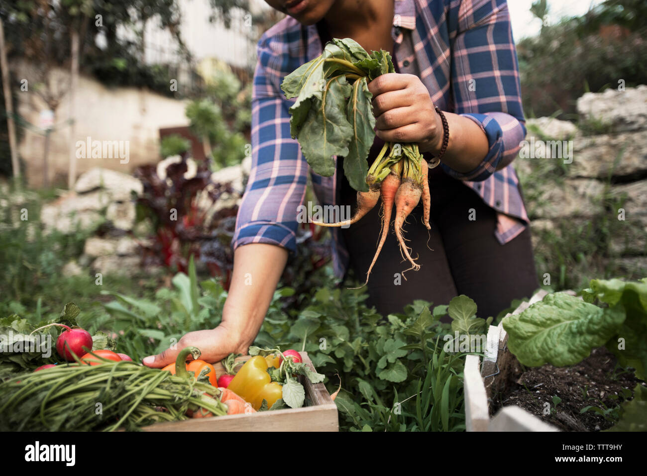 Sezione mediana della donna azienda appena raccolto le carote in azienda agricola biologica Foto Stock