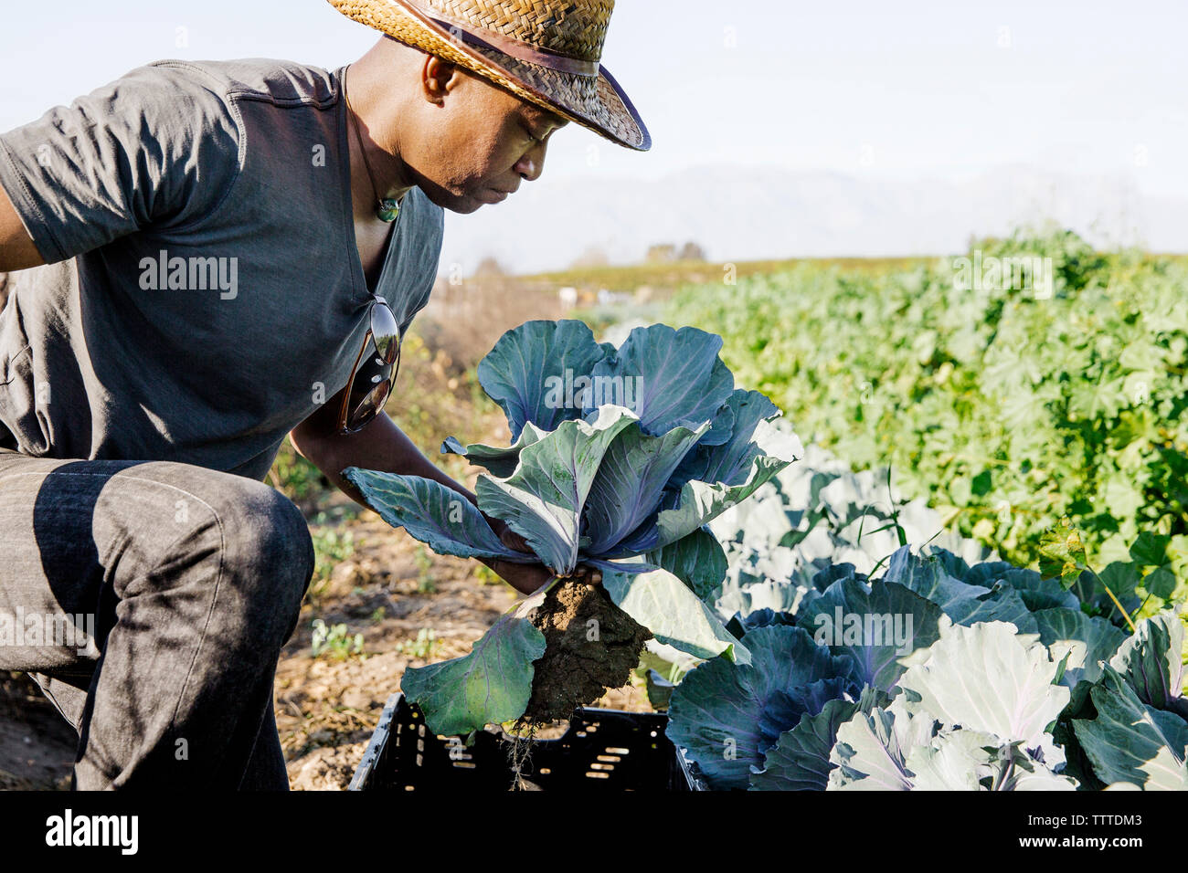 Agricoltore esaminando ortaggi a foglia in agriturismo Foto Stock