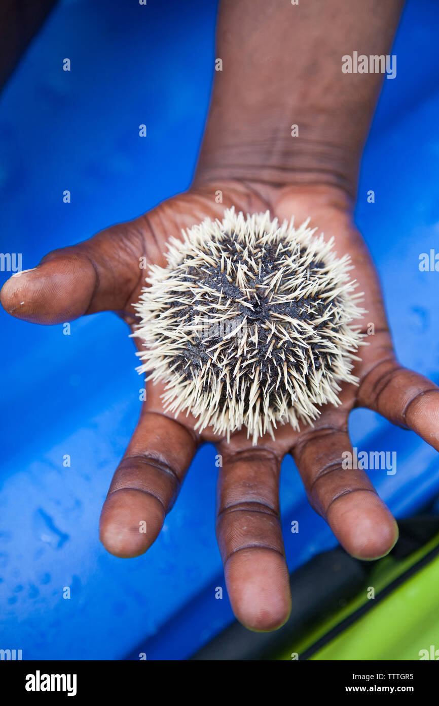 GIAMAICA, Oracabessa. Tenendo un riccio di mare al GoldenEye Hotel and Resort. Foto Stock