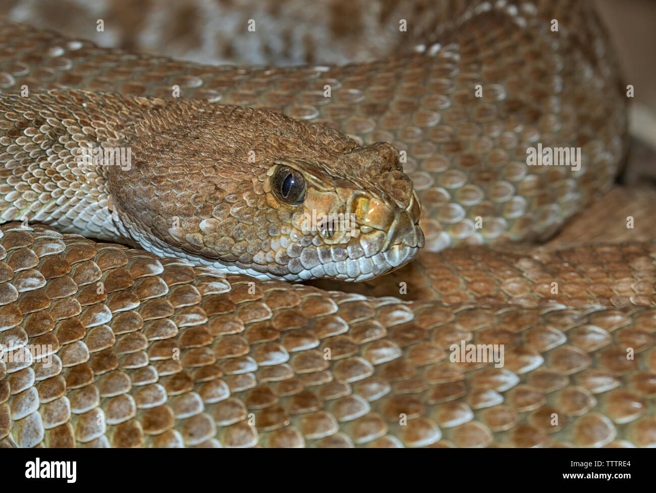 Diamante rosso rattlesnake (Crotalus ruber) closeup Foto Stock