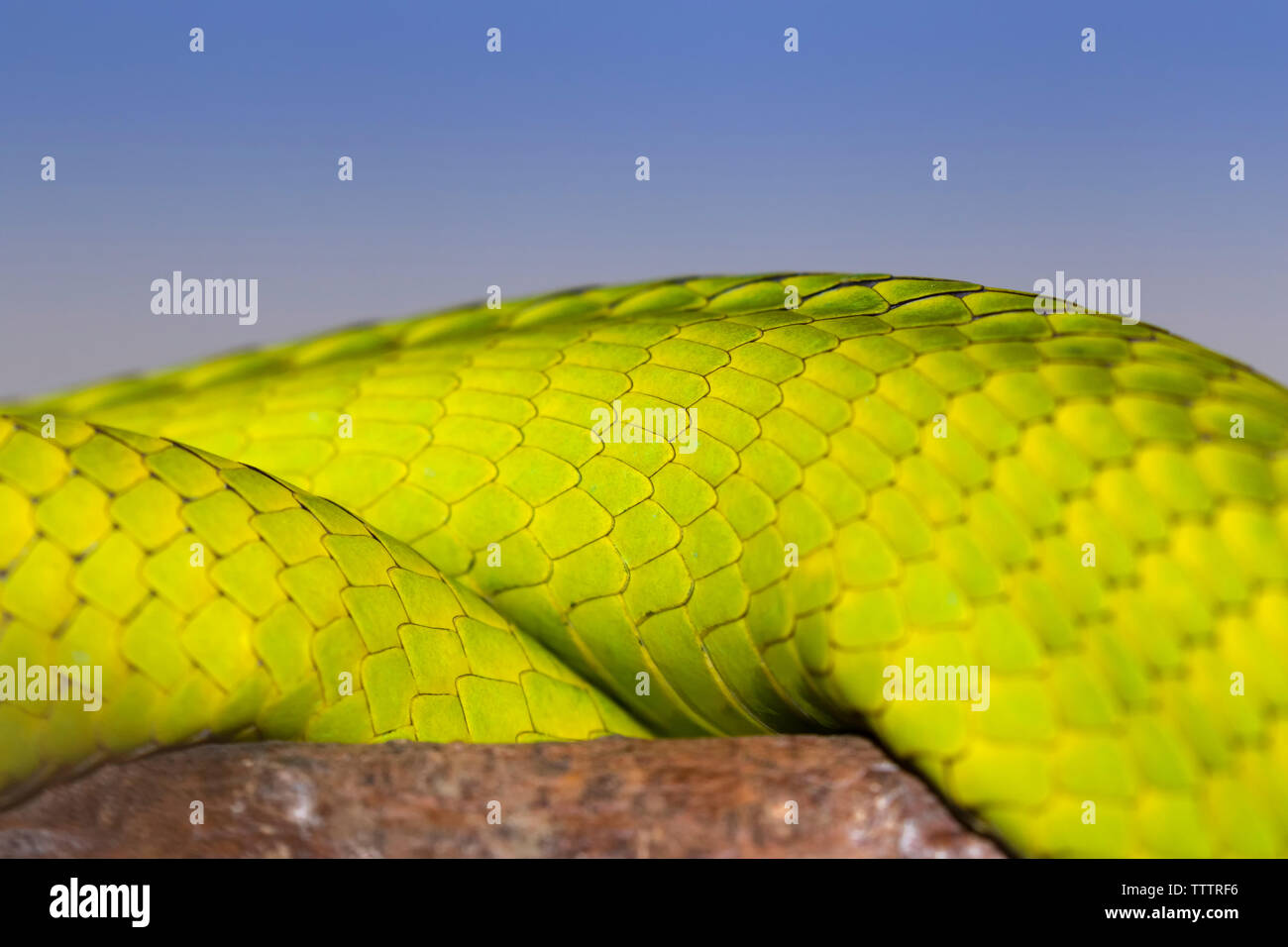 Snake scale di smeraldo sulla verde orientale mamba (Dendroaspis angusticeps) corpo Foto Stock