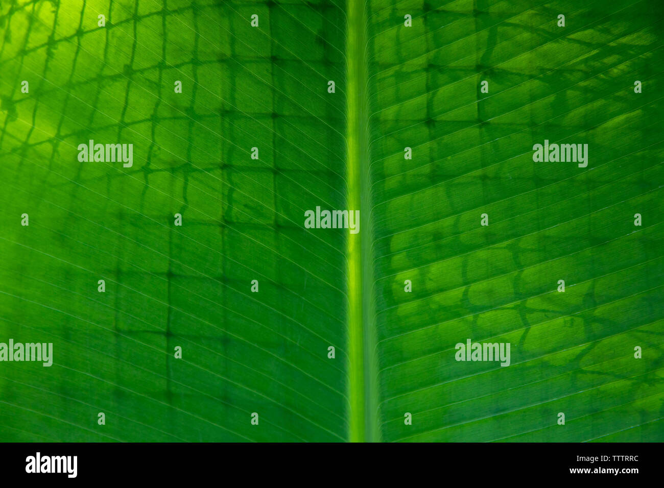 Tropical foglie di banano, naturale sfondo verde e naturale, foglie di banana può essere usato in molti modi nella vita di tutti i giorni. Foto Stock