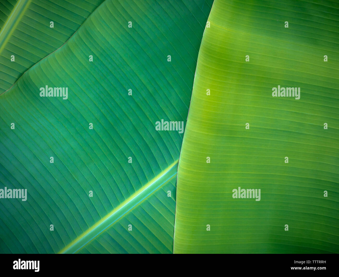 Tropical foglie di banano, naturale sfondo verde e naturale, foglie di banana può essere usato in molti modi nella vita di tutti i giorni. Foto Stock