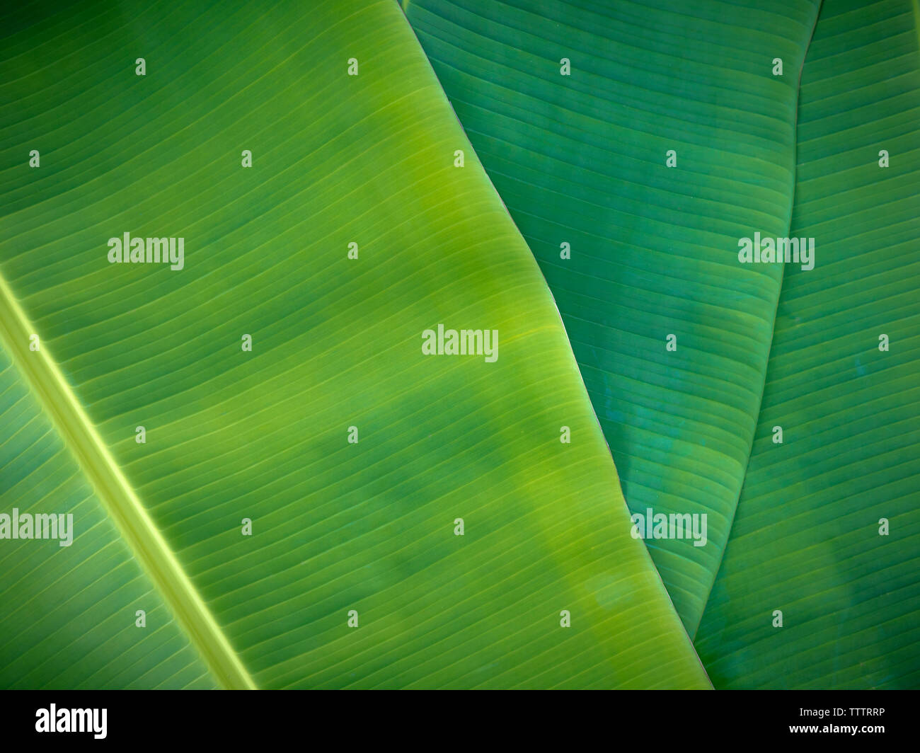 Tropical foglie di banano, naturale sfondo verde e naturale, foglie di banana può essere usato in molti modi nella vita di tutti i giorni. Foto Stock