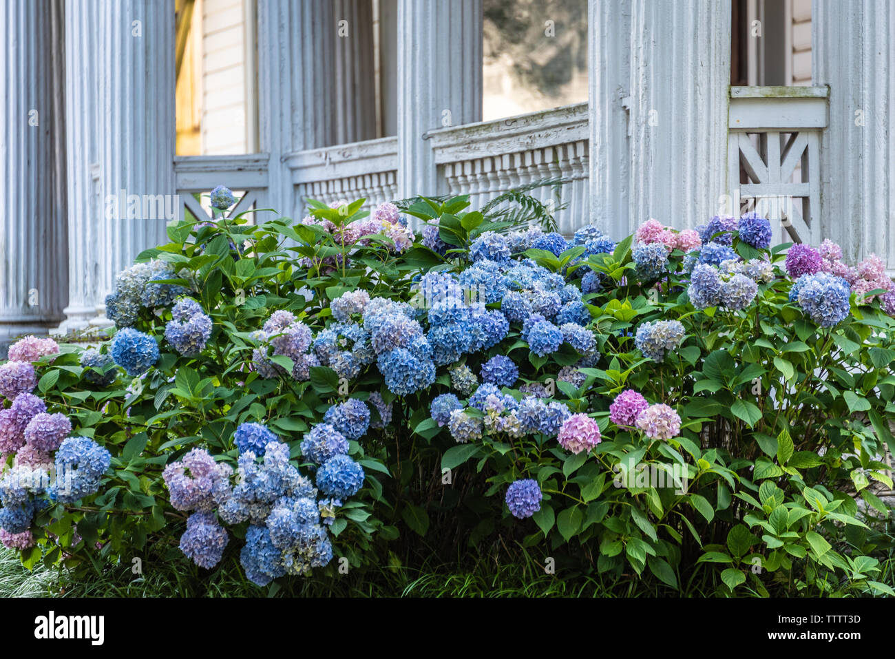 Hydrangea colorati fiori nella parte anteriore di una storica casa del sud a Gainesville, Georgia. (USA) Foto Stock