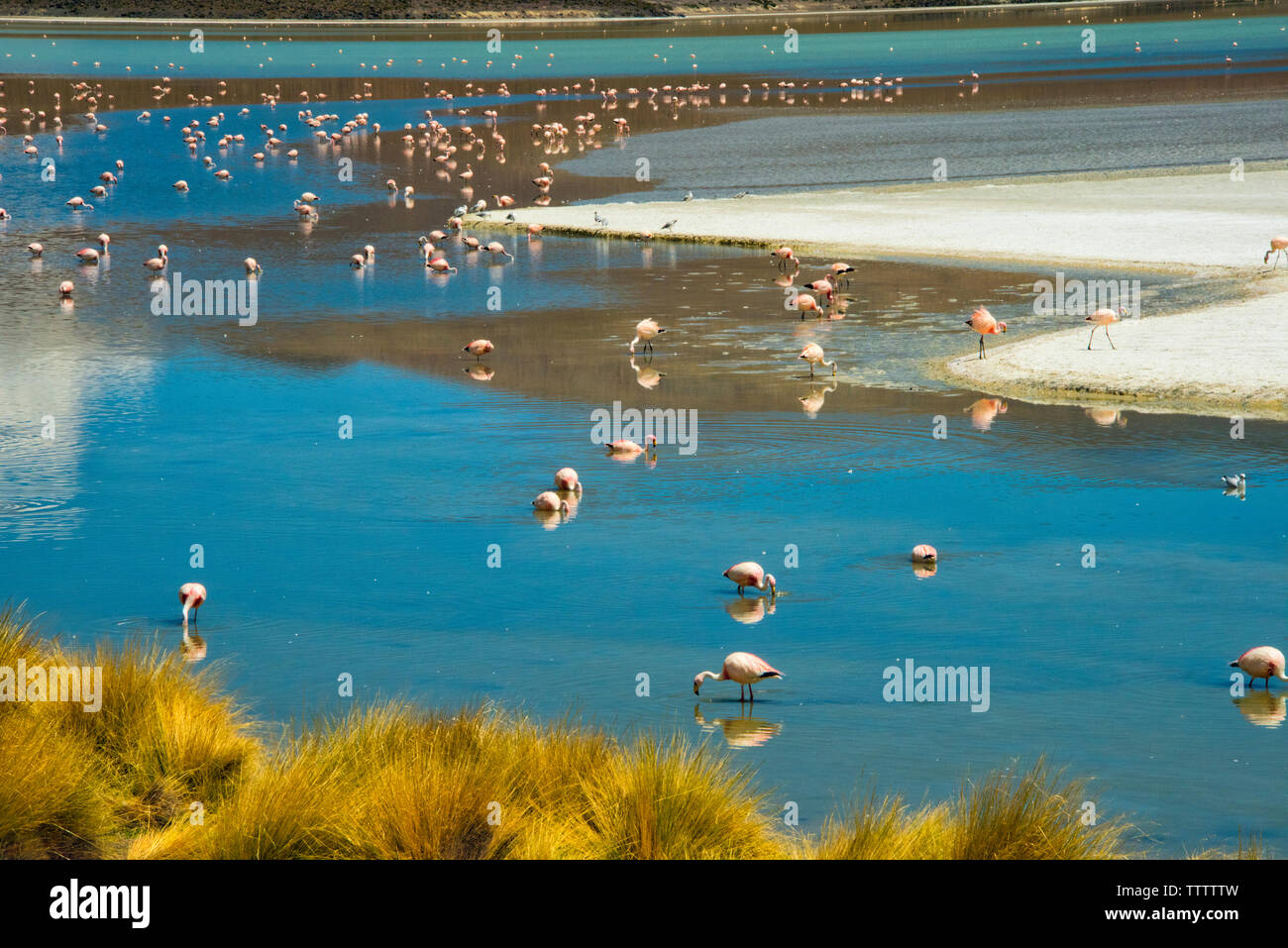 Fenicotteri nella laguna Hedionda, dipartimento di Potosi, Bolivia Foto Stock