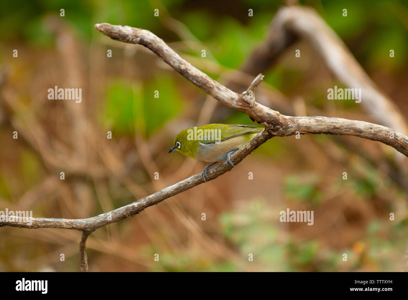 Bianco giapponese-eye, noto anche come il ramage bianco-eye, Zosterops japonicus, appollaiato su un ramo sull'isola hawaiana di Kauai Foto Stock