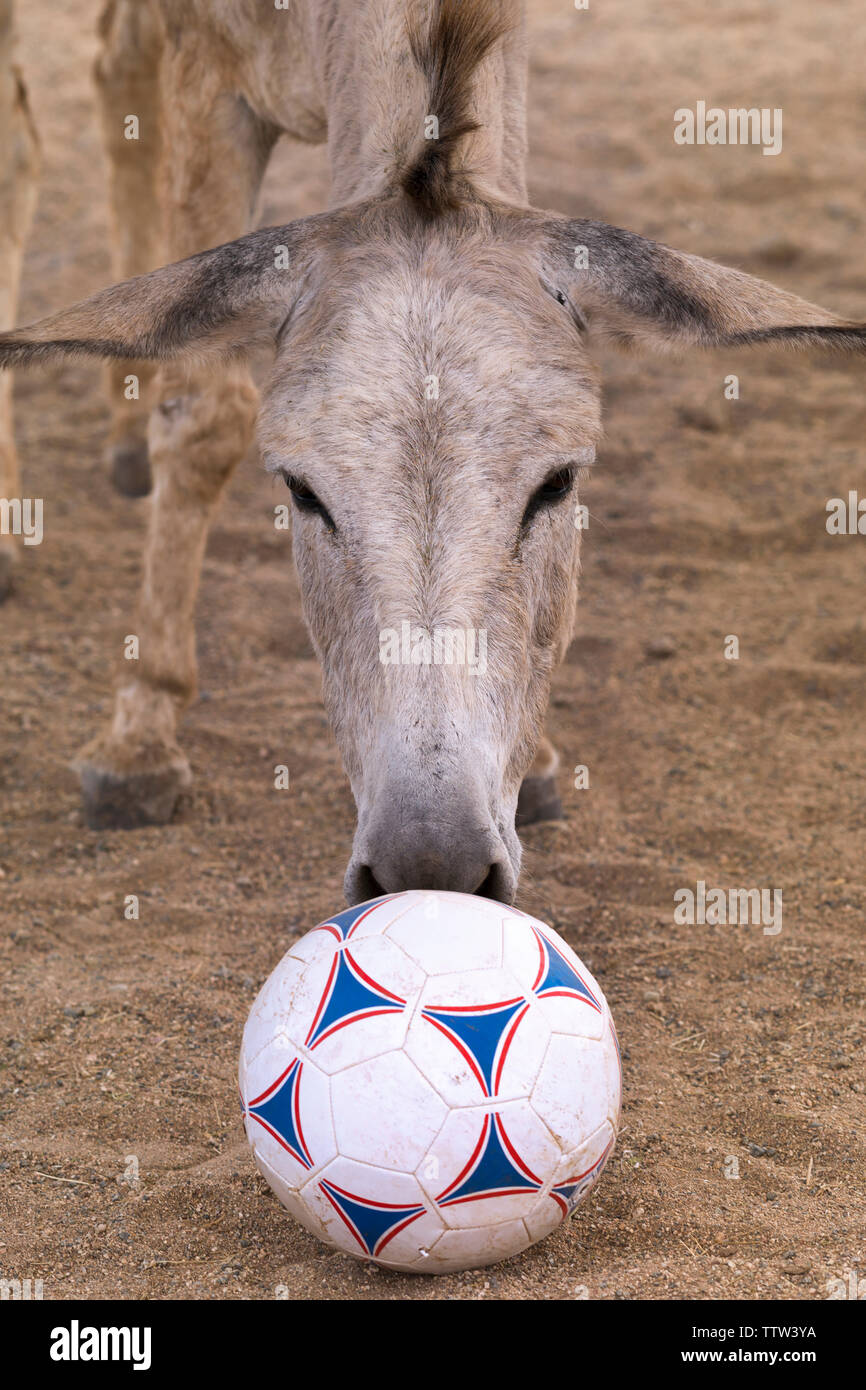 Asino selvaggio e Pallone da calcio, Aruba Foto Stock