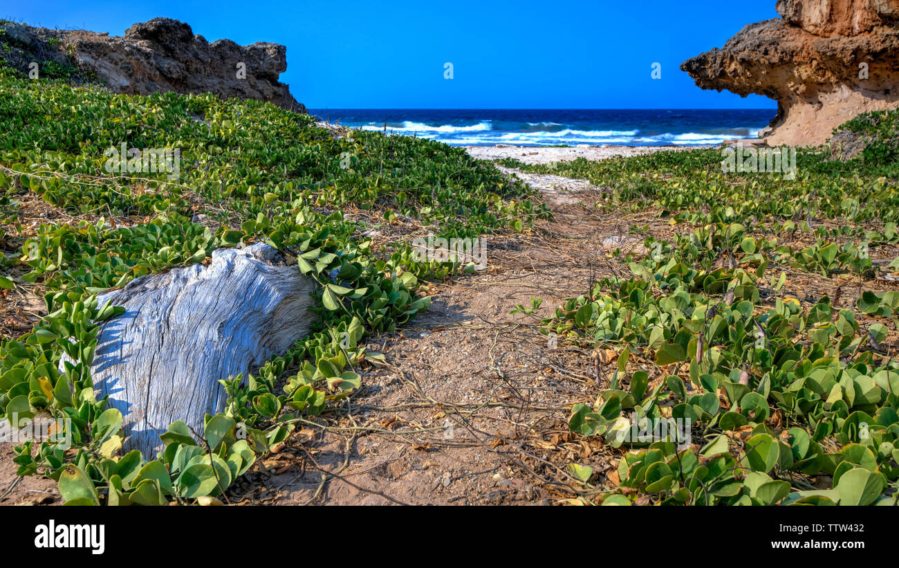 Spiaggia, Andicuri Bay, Aruba Foto Stock