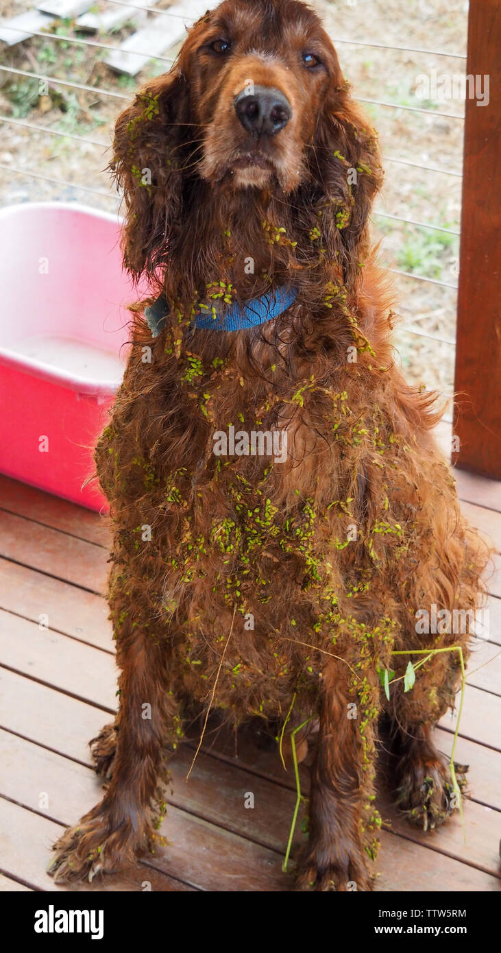 Aggrovigliati, defianti e impenetanti. Naughty cane setter fuggì e camminò nelle erbacce. Che disordine il suo cappotto e capelli rossi, avrà bisogno di un sacco di grooming Foto Stock