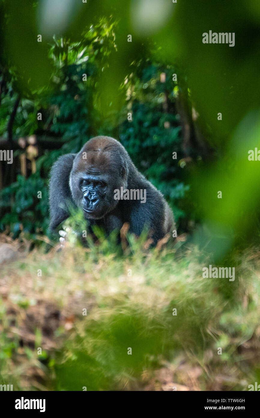 Silverback western pianura gorilla presso lo Zoo di Atlanta in Atlanta, Georgia. (USA) Foto Stock