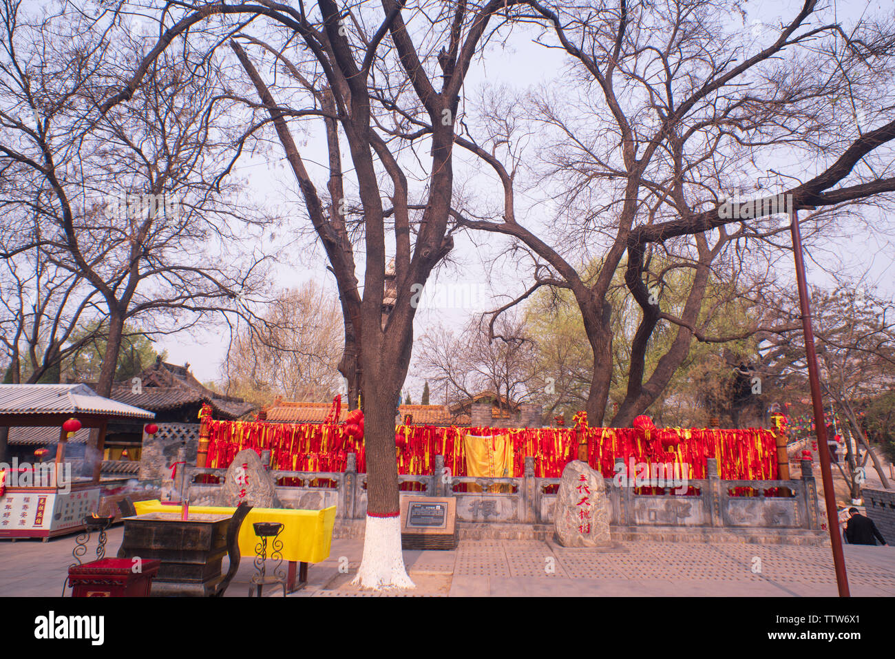 Grande Locust Tree root-cercando giardino ancestrale in Hongdong, nella provincia di Shanxi Foto Stock